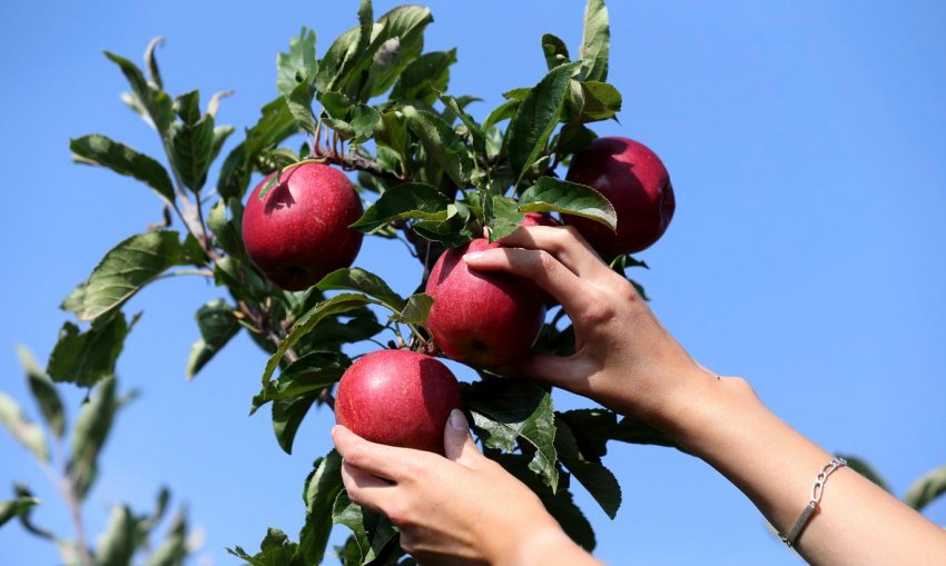 Зірвіть кожен плід разом з плідоніжкою