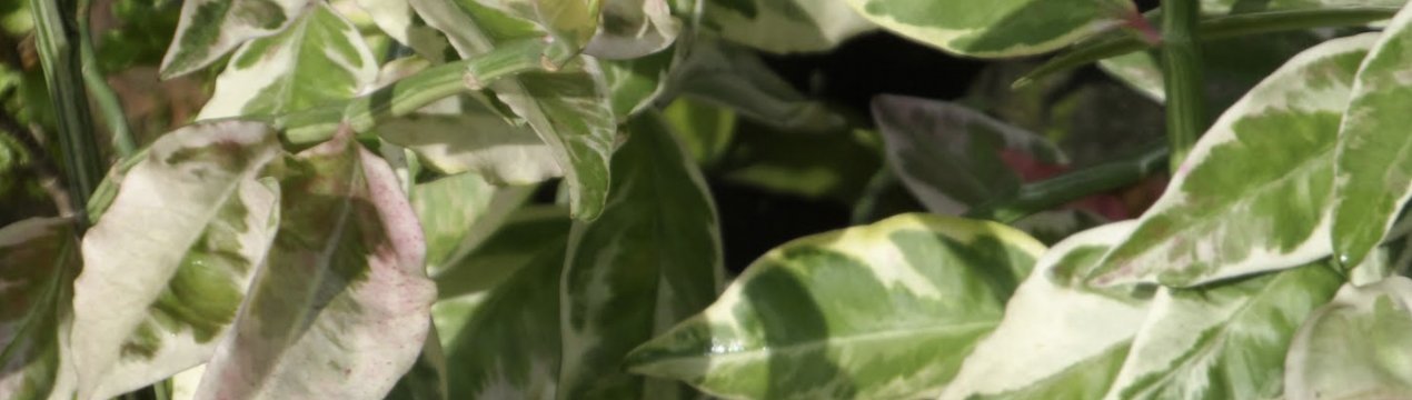 Педилантус титималоидный: догляд в домашніх умовах