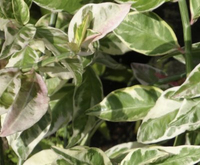 Педилантус титималоидный: догляд в домашніх умовах