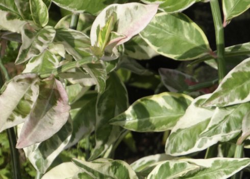 Педилантус титималоидный: догляд в домашніх умовах