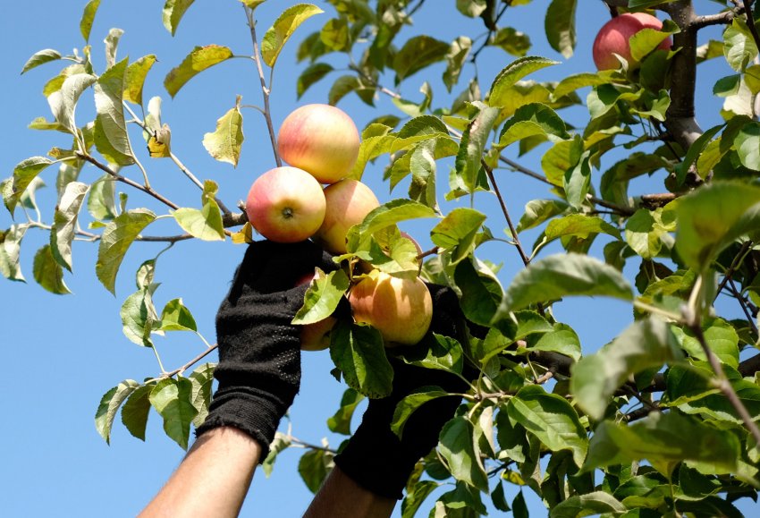 Вибирайте тканинні рукавички, щоб не пошкодити фрукти