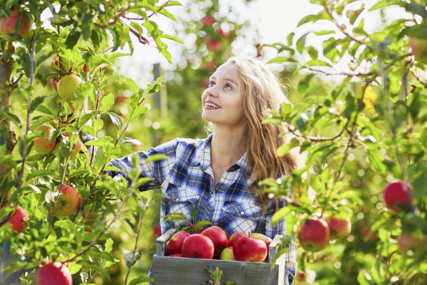 Ручний спосіб збору яблук