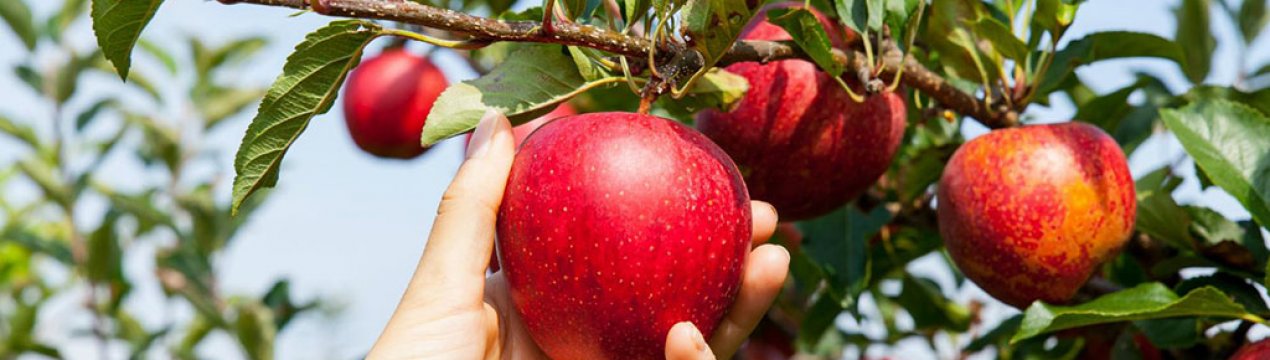 Як і коли збирати яблука для великолепного врожаю