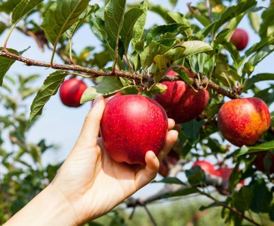 Як і коли збирати яблука для великолепного врожаю