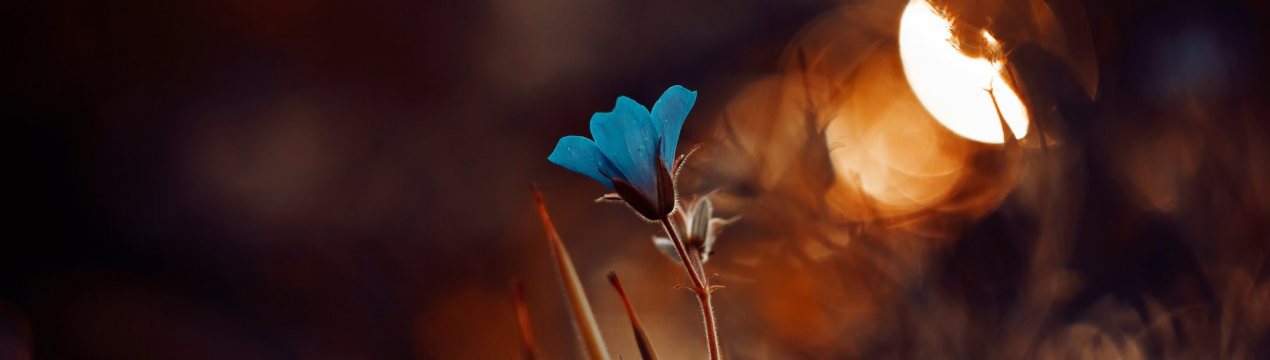 7 найкрасивіших нічних квітів для дачного ділянки