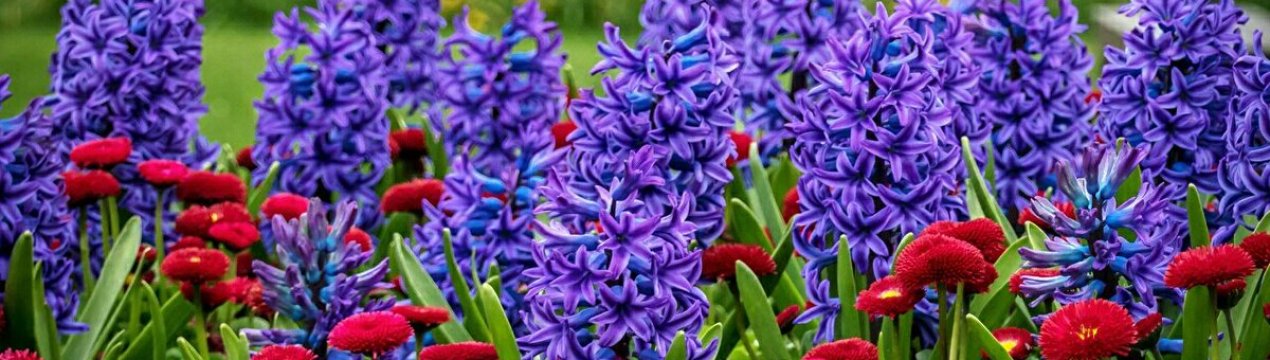 Гармонійний квітник: значення квітів і їх поєднання у квітнику