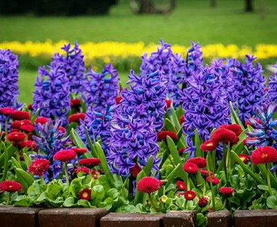 Гармонійний квітник: значення квітів і їх поєднання у квітнику