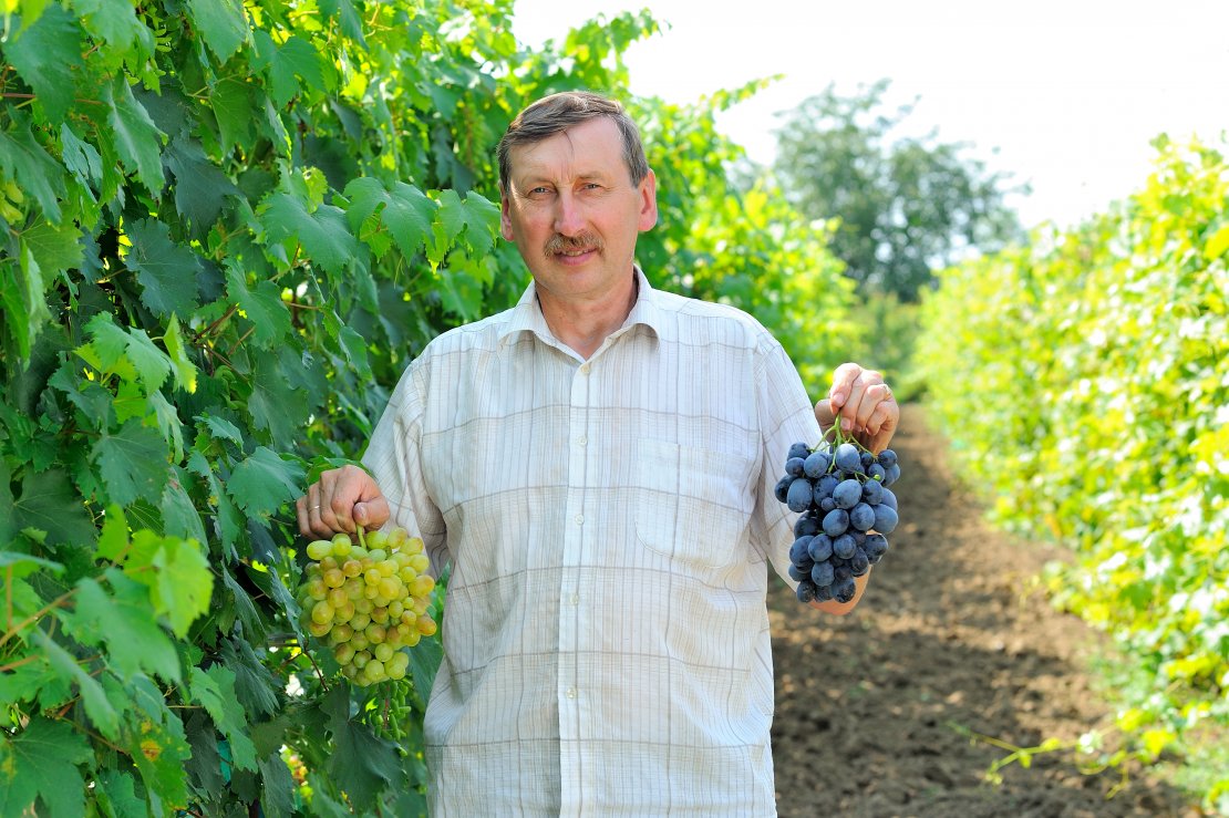 «lviv-grapes» - 2