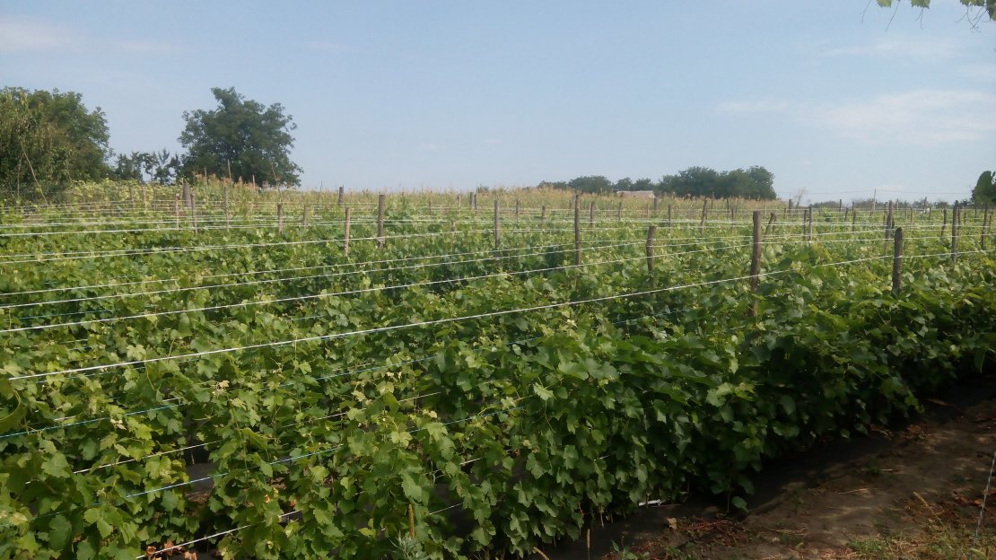  «lviv-grapes» - 3