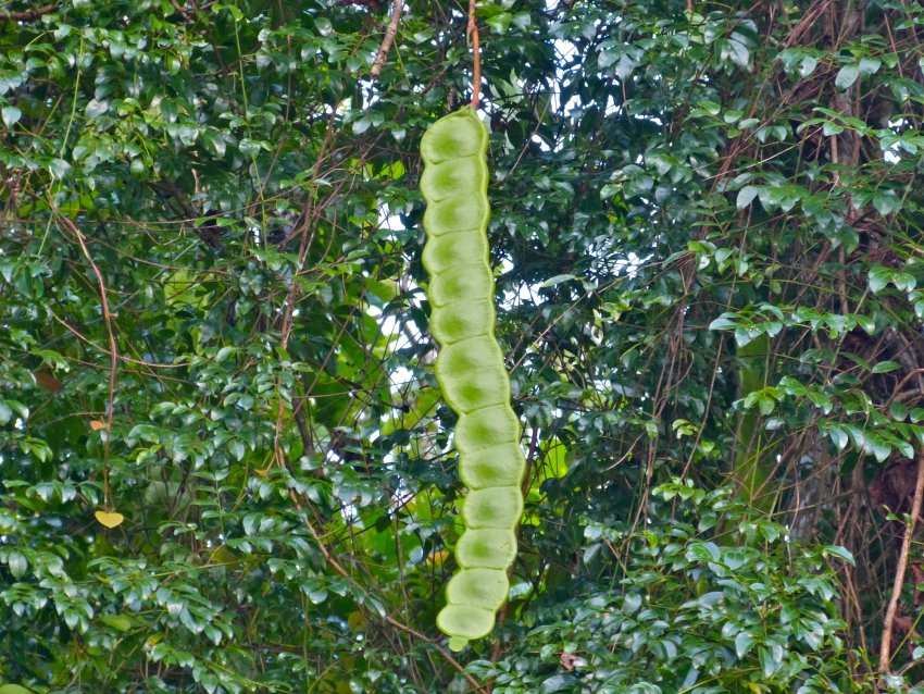 Ентада лазящая Ентада лазящая