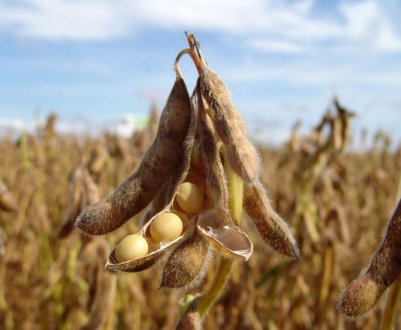 Небраска переживає посушливі умови