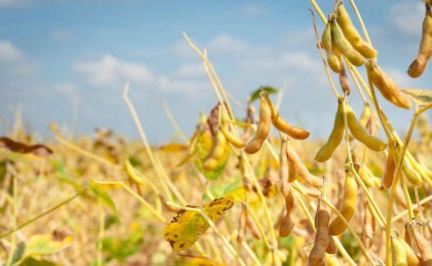 У соєвих бобів стрес від посухи наприкінці сезону може негативно вплинути на урожайність У соєвих бобів стрес від посухи наприкінці сезону може негативно вплинути на урожайність