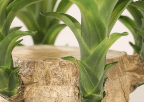 Юка слонова: як доглядати в домашніх умовах