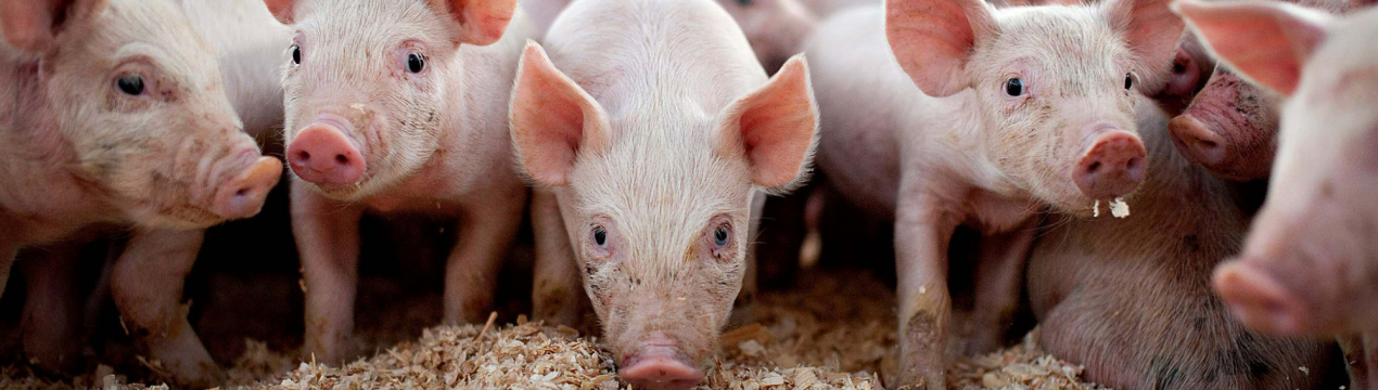 Кількість свинарень в Баварії зменшується