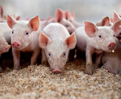 Кількість свинарень в Баварії зменшується