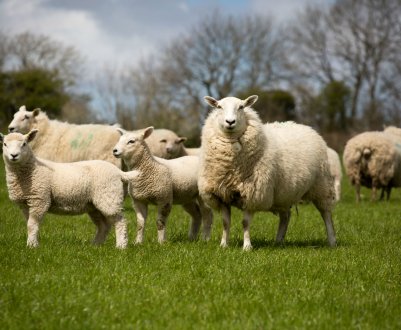 Великі втрати вівців у гірській місцевості Патагонії через сильні снігопади
