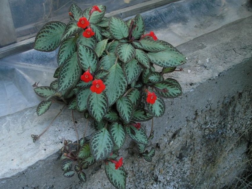 Повзуча Повзуча