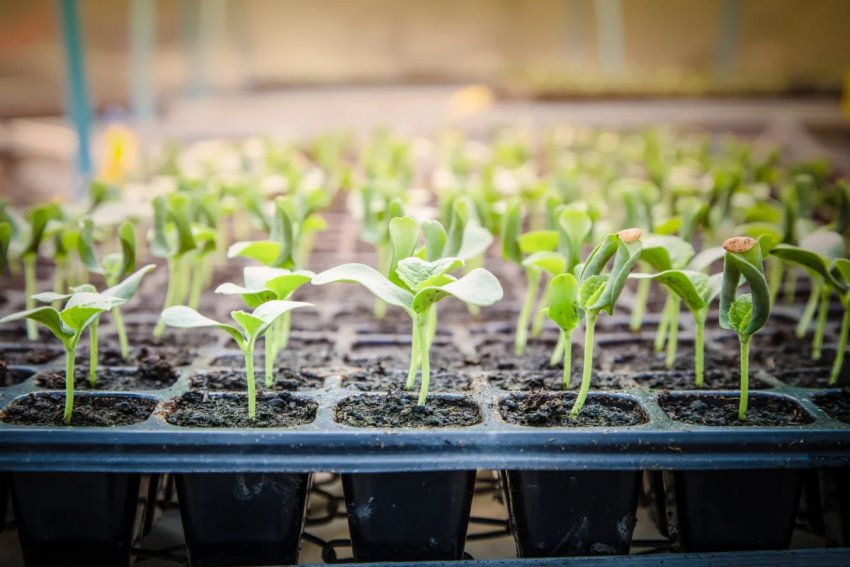 Розсад Розсад