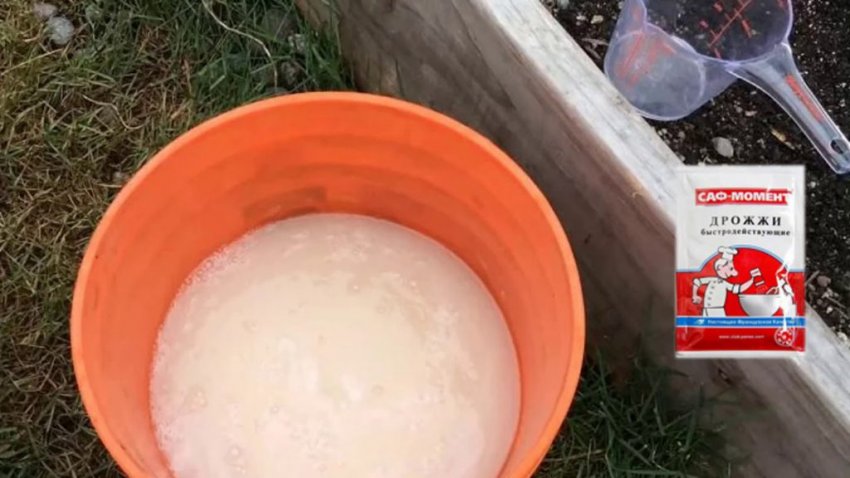 Дріжджове добриво Дріжджове добриво