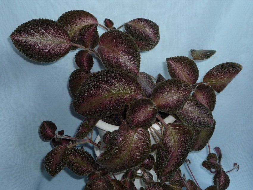 Північне сяйво Північне сяйво