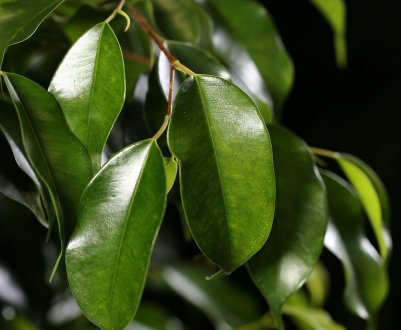 Основні способи розмноження фікуса