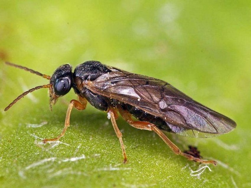 Шкідник Шкідник