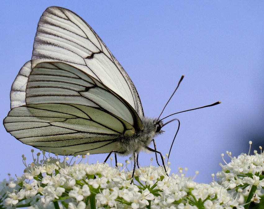 Бояришниця Бояришниця