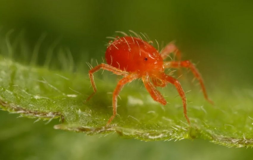 Павутинний кліщ Павутинний кліщ