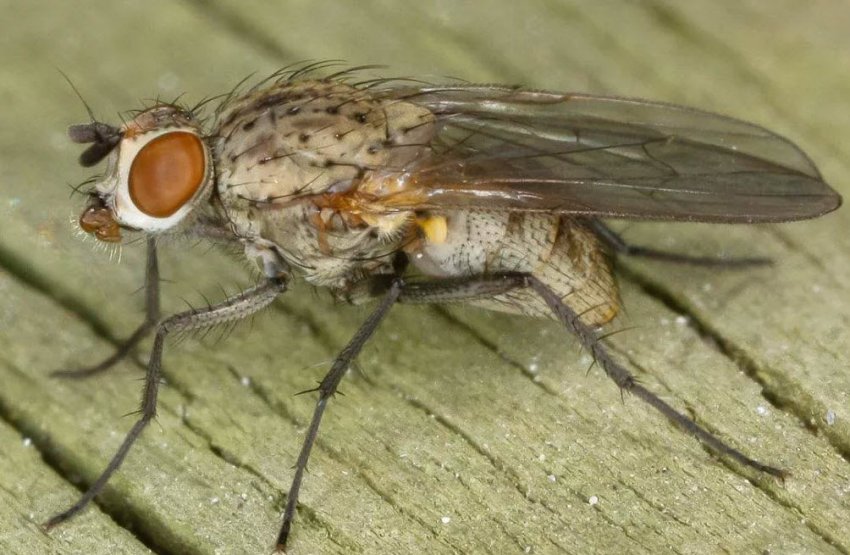 Цибулинна муха Цибулинна муха