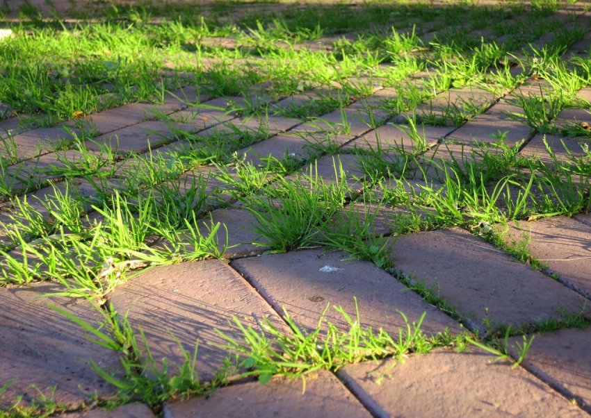 Навіть невеликі рослини розвиваючись здатні піднімати плитку