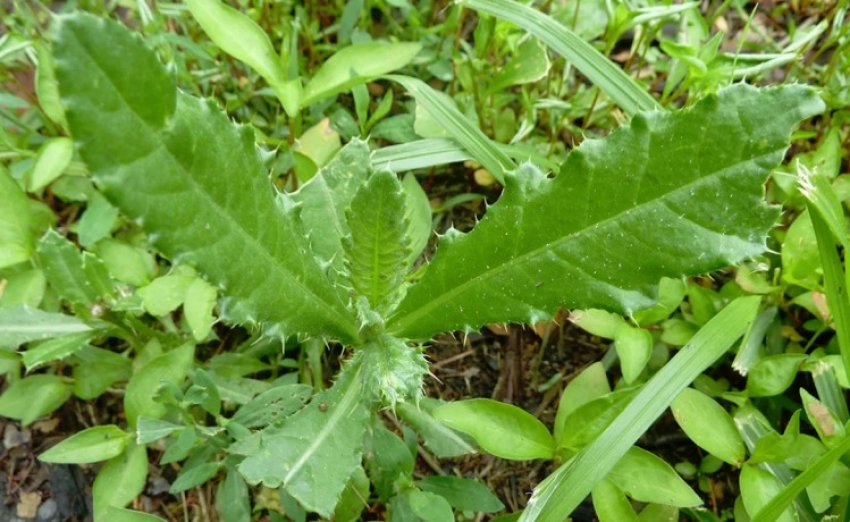 Бур'ян Бур'ян