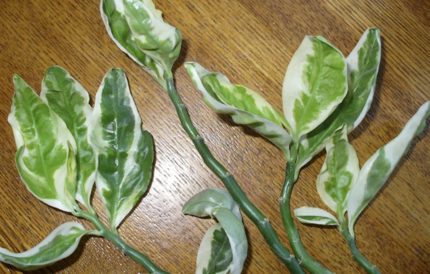 Педилантус