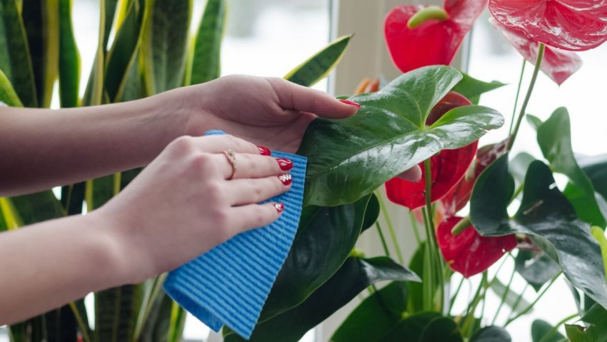 Очищення листя Очищення листя