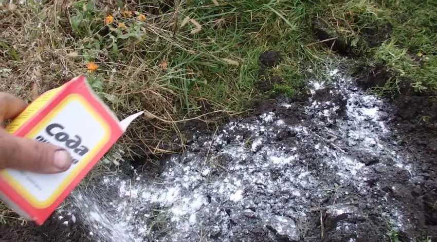 Сода в саду Сода в саду