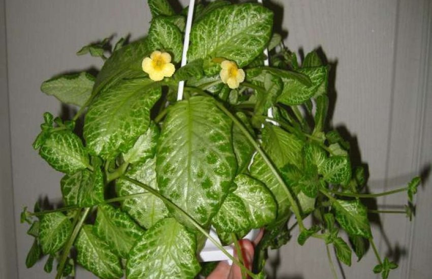 My precious My precious