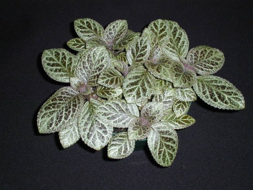 Silver dust Silver dust