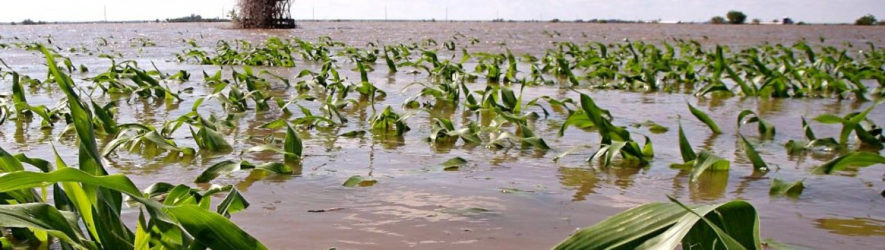 В Бангладеш великі втрати урожаю внаслідок повені в Гопалганджі