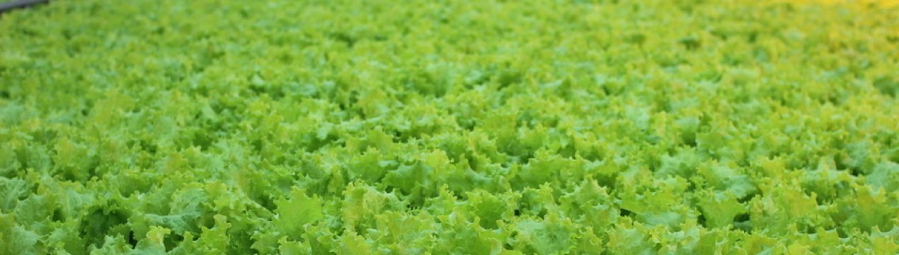 Жаркі серпневі дні руйнівні для врожаю салату в Бельгії