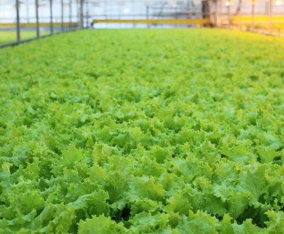 Жаркі серпневі дні руйнівні для врожаю салату в Бельгії