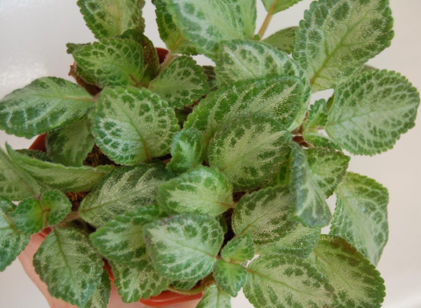 Faded jade Faded jade