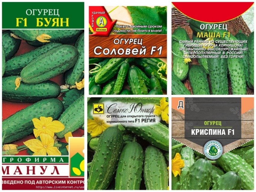 Гібриди F1 Гібриди F1