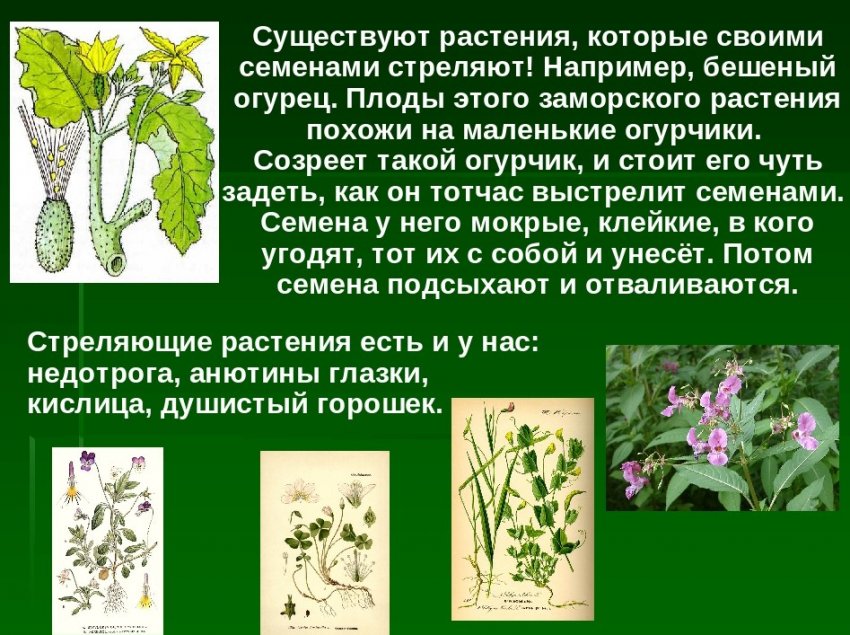 Рослини, що випускають насіння Рослини, що випускають насіння