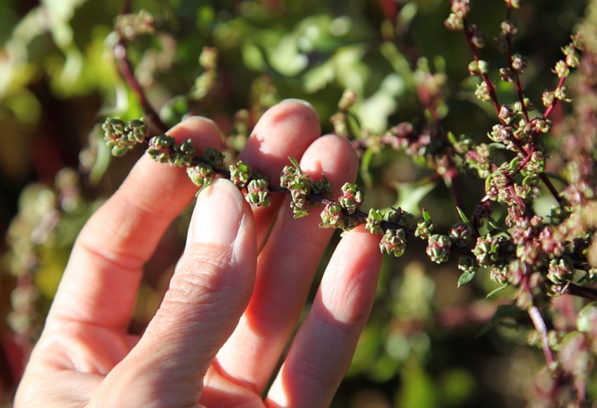 Насіння буряка Насіння буряка