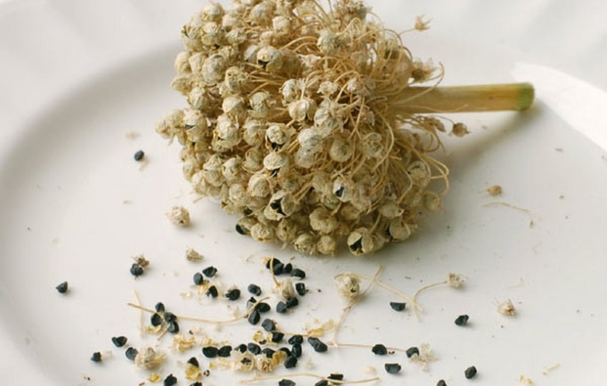 Лук збір насіння Лук збір насіння