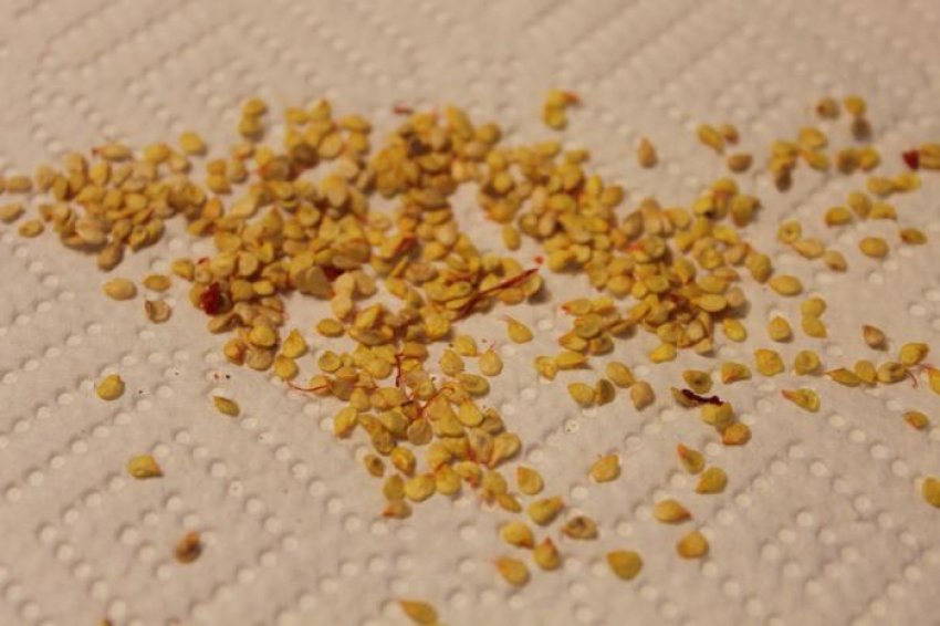 Насіння помідора Насіння помідора