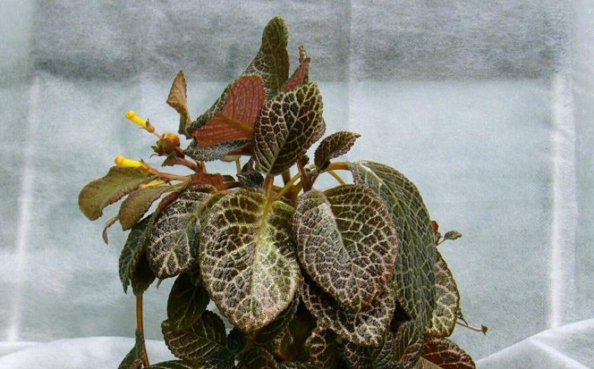 Chocolate cream Chocolate cream