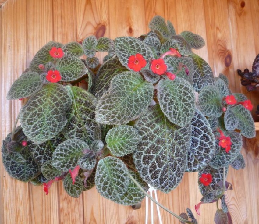 Tiger stripe Tiger stripe