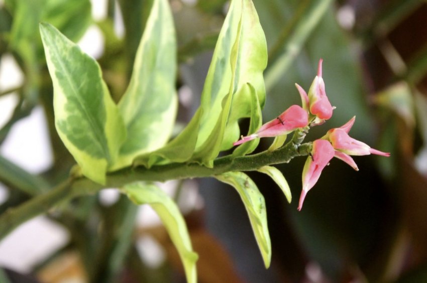 Педилантус титималоидный