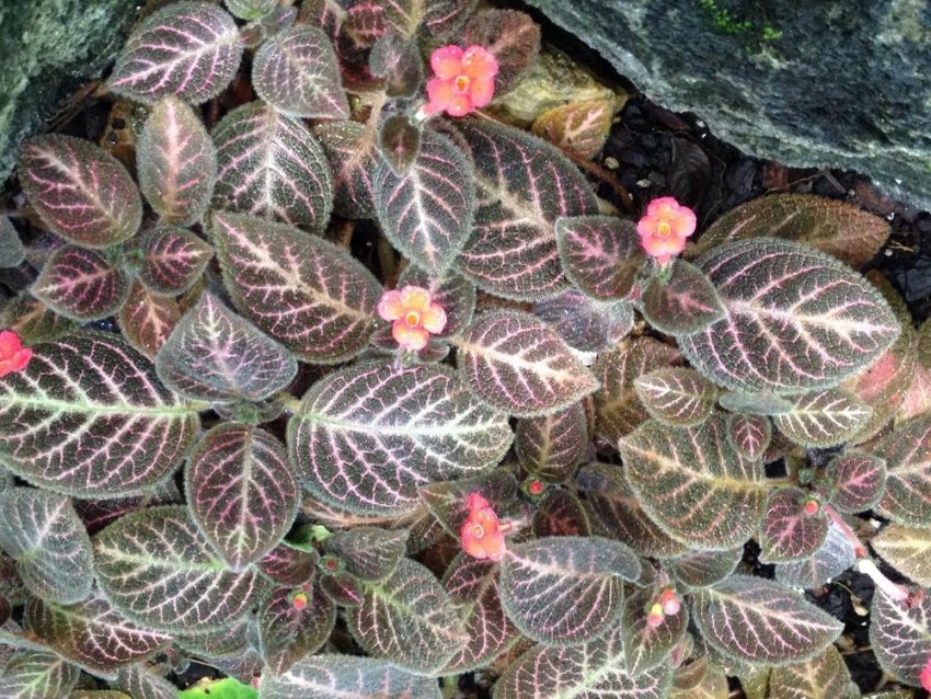 Pink acajou Pink acajou