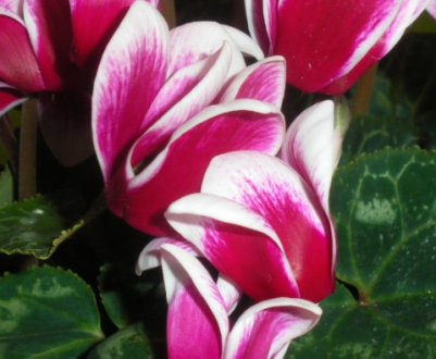 Способи розмноження цикламена будинку